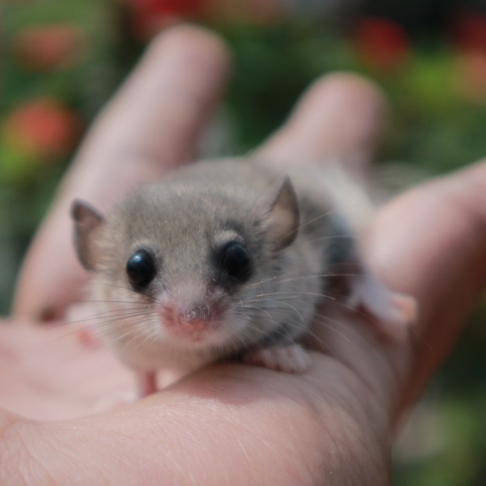SALE -african pygmy dormice