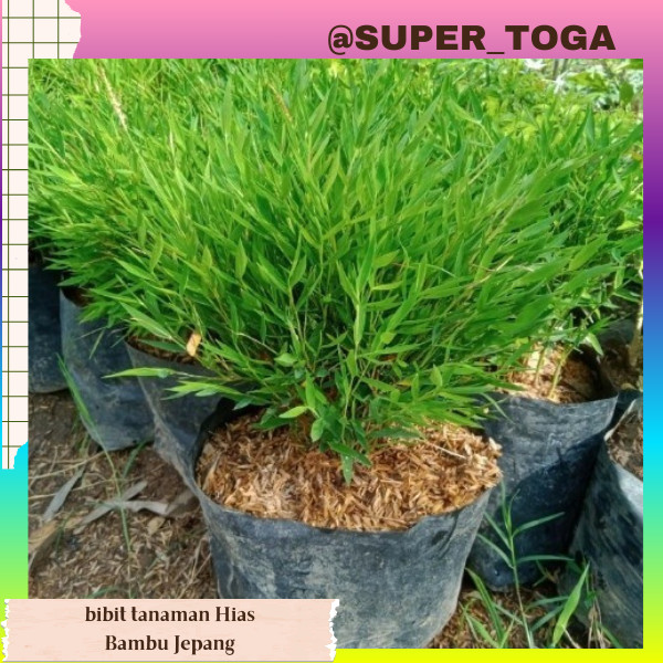 promo Bibit Tanaman Hias Bambu Jepang / Bambu Jepang Mikro Unik bibit bambu jepang bibt bambu mini b