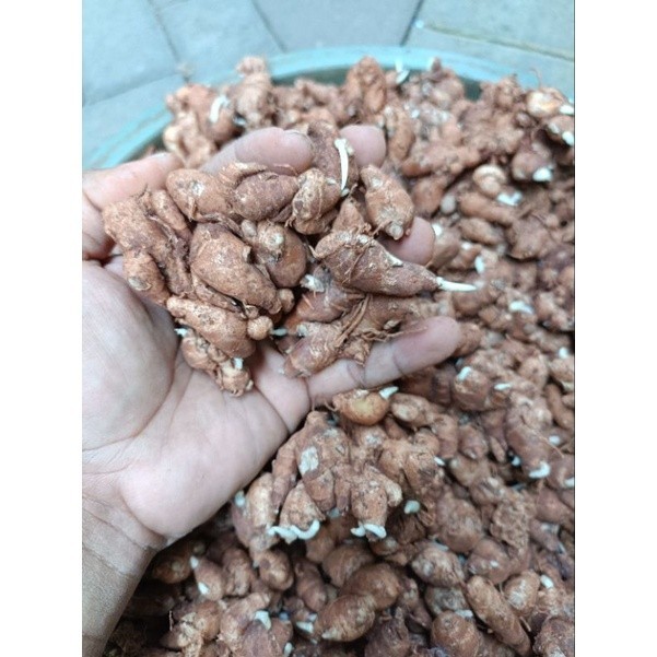 

Kencur kecil fresh/kencur jamu 1kg