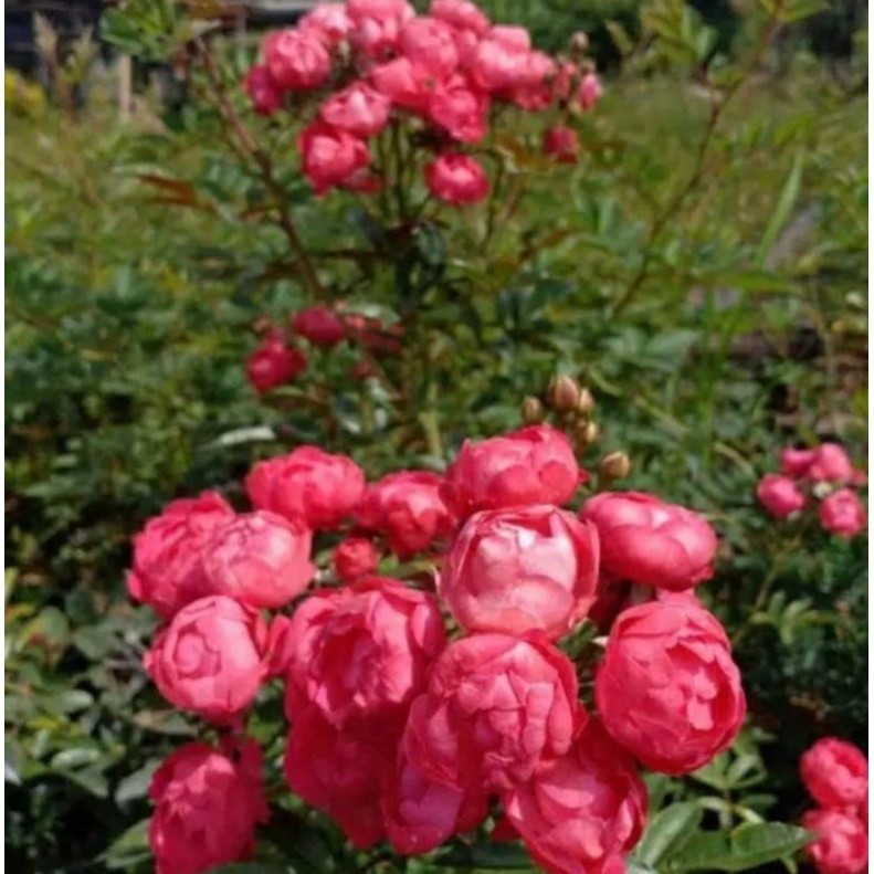 KOKOWA FLORA. hias Tanaman mawar rambat mangkok