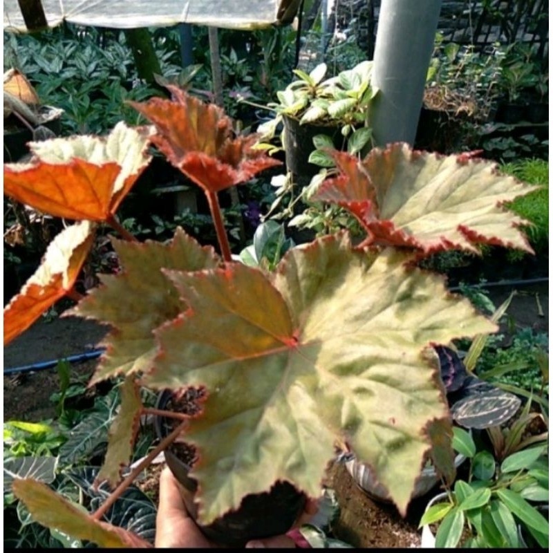 KOKOWA FLORA Tanaman Hias Begonia Star / Bunga bintang /begonia bintang batang merah Cantik segar