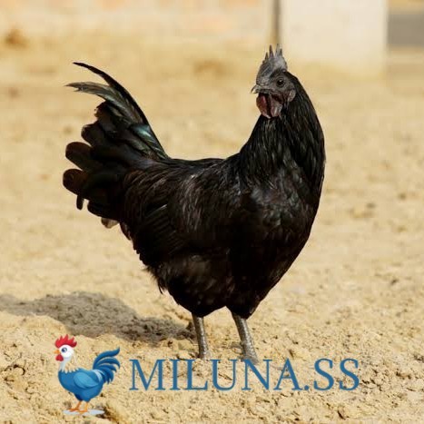 

FERTIL TELUR AYAM cemani / hias / siap kirim