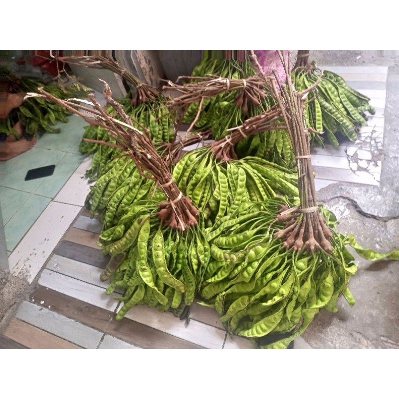 

TEBUS MURAH Pete tua peteuy