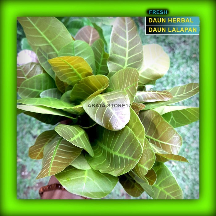 Daun jambu mede / Daun jambu mente / Daun lalapan / Daun herbal