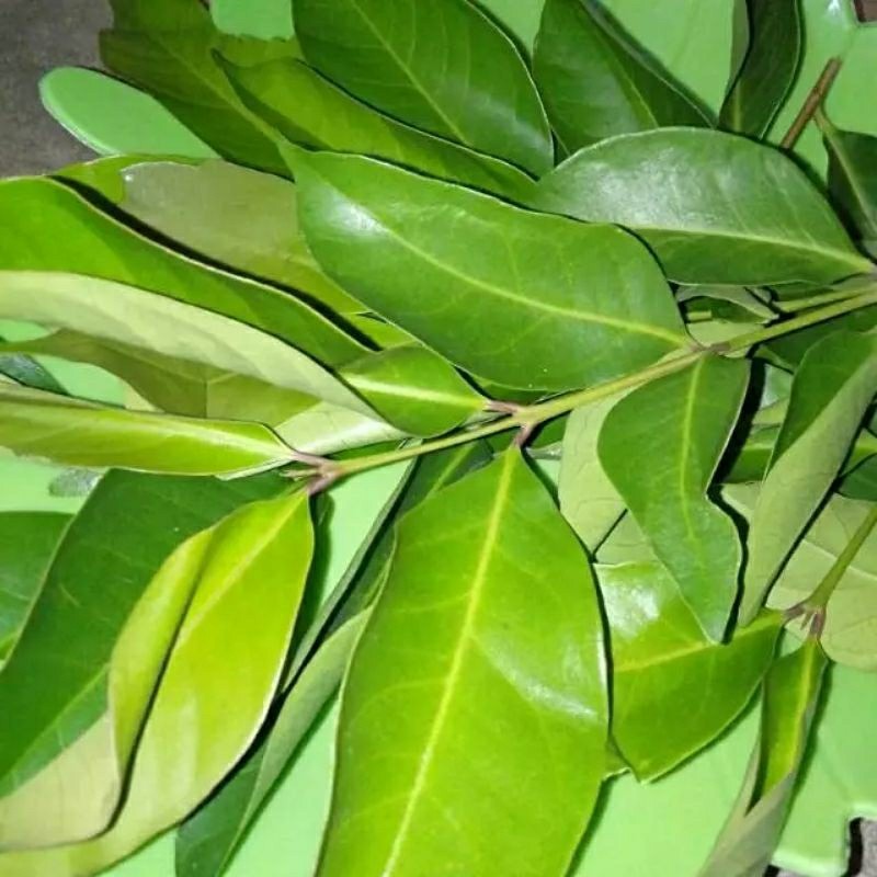 

READY SERBA MURAH 100 GRAM DAUN SALAM HIJAU SEGAR BARU PETIK ORGANIK