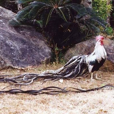 

Fertil Telur ayam hias onagadori ekor panjang fertil asli siap ditetaskan - ayam onagadori