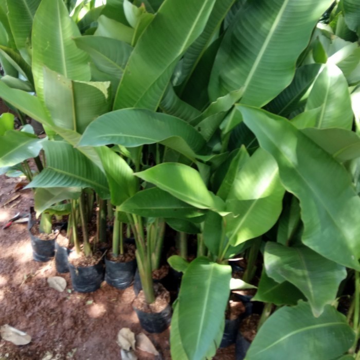 pohon pisang pisangan. karibay