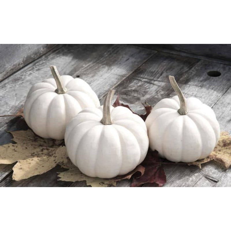 1 Biji - Benih Labu Putih Import - RARITY F1 - KNOWN YOU SEED - Bibit Labu Waluh Labu Unik Pumpkin