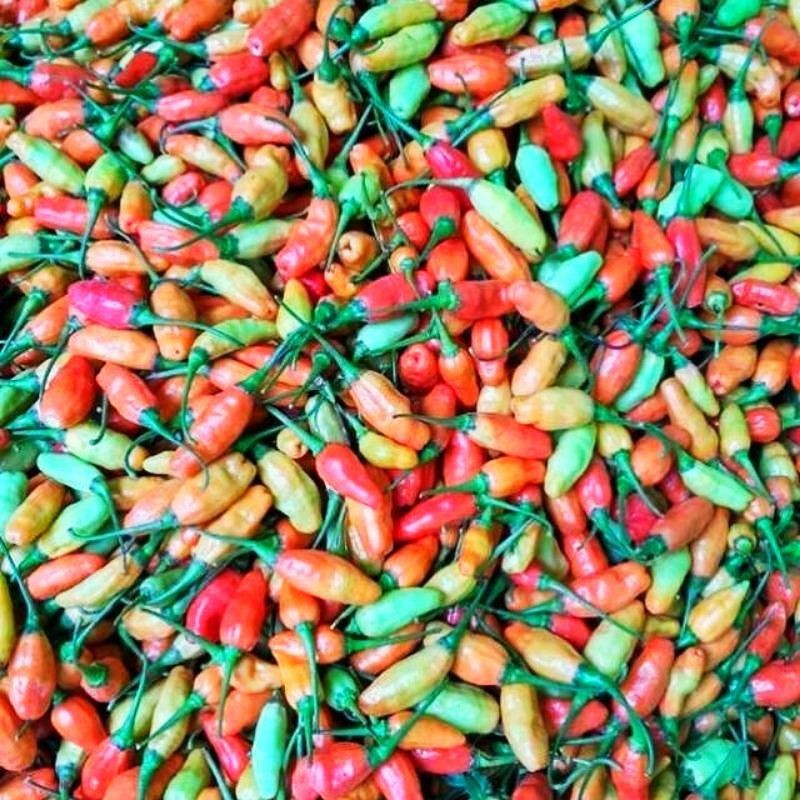 20 Biji - Benih Cabai Rawit PRENTUL MHANU F1 - Benih Cabe Cempluk Pedas Cabe Unik