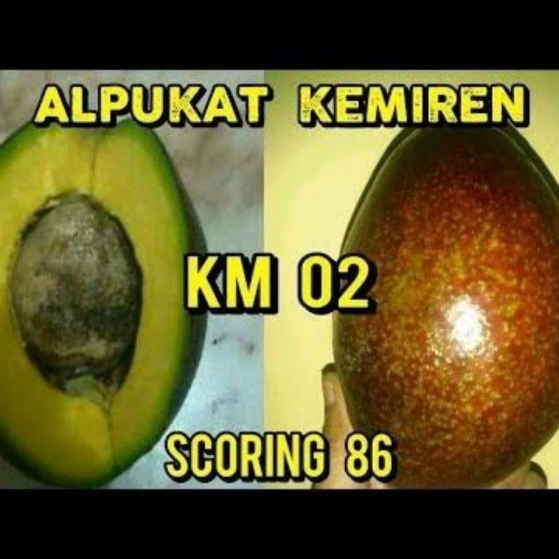 

alpukat kemiren ..................................... Code : 125