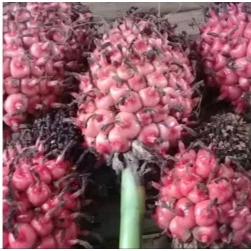 

BUAH HONJE SEGAR / BUAH HONJE FRESH 5 KG