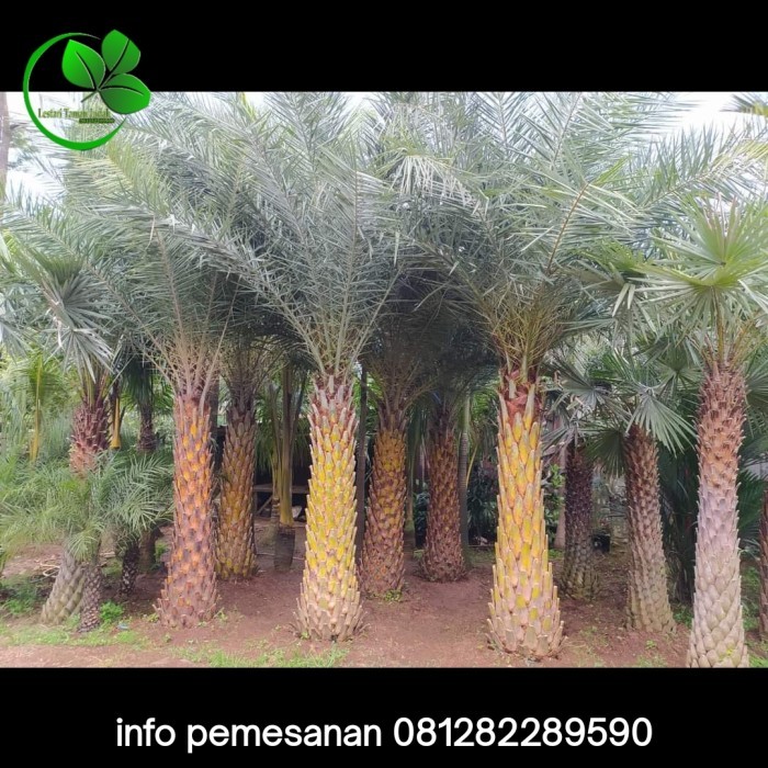 tanaman palem kenari silvertris pohon palem kenari silvertris tanaman palm kenari silver pohon palm 