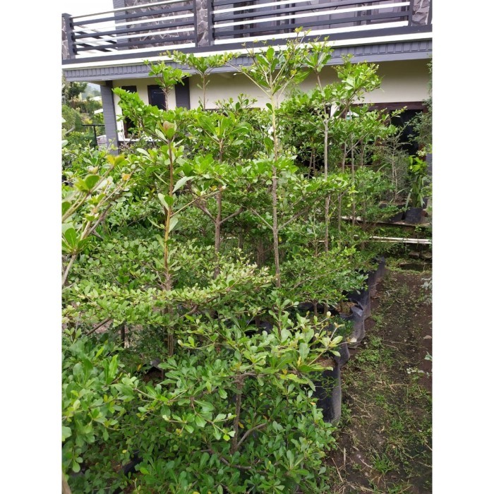 Tanaman Ketapang Kencana 2 Meter