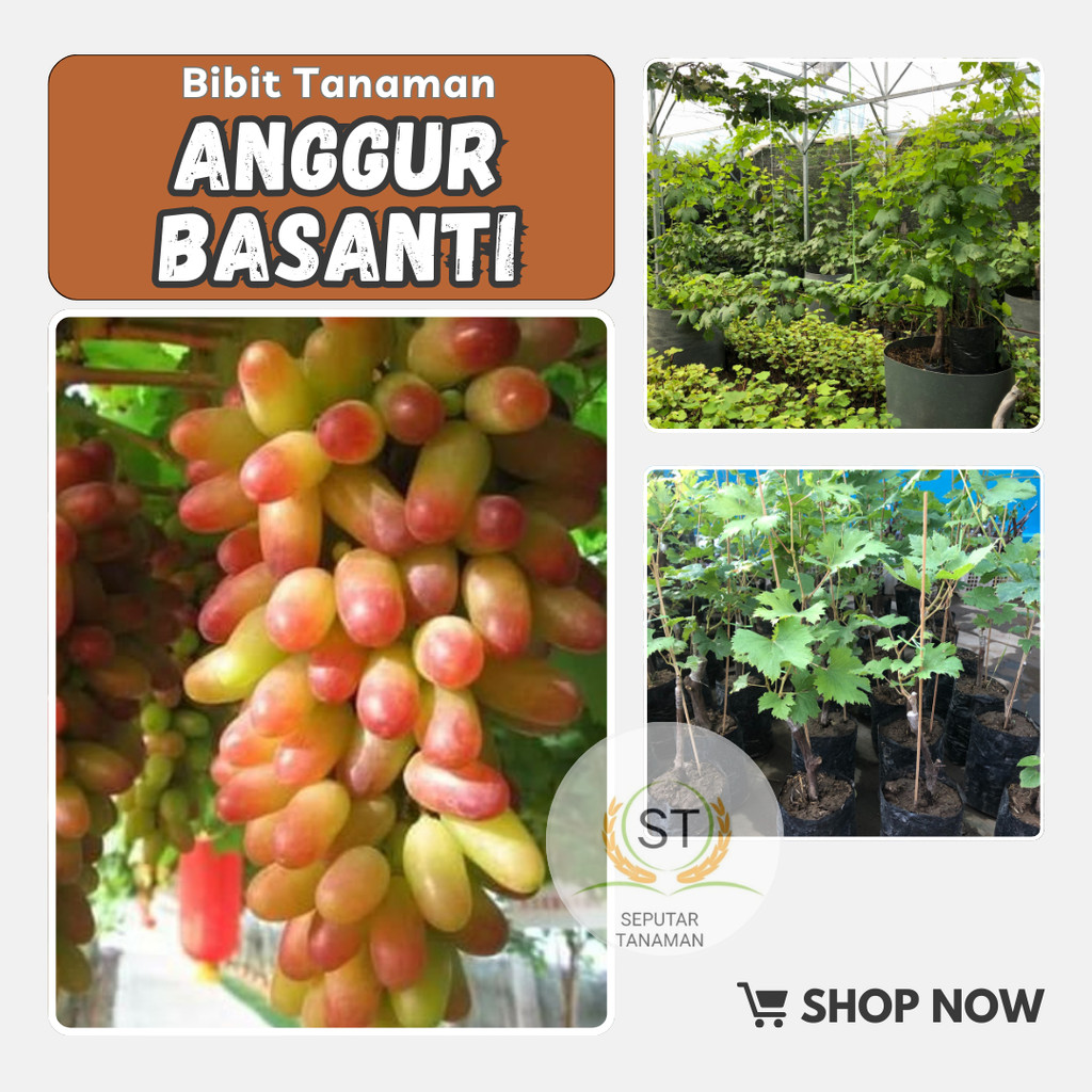 

anggur import jenis basanti