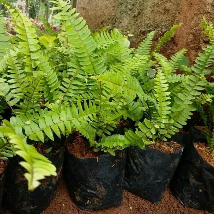 tanaman hias pakis kelabang - pakis kelabang - vertical garden