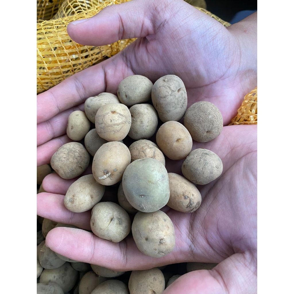 

Baby Potato Kentang Mini Fresh Dieng
