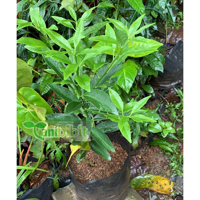 Bibit Jeruk Nagami - bibit jeruk nagami cepat Berbuah