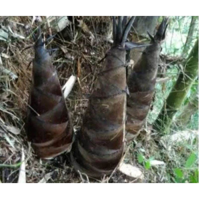 

Rebung / iwung bambu Betung muda 1kg