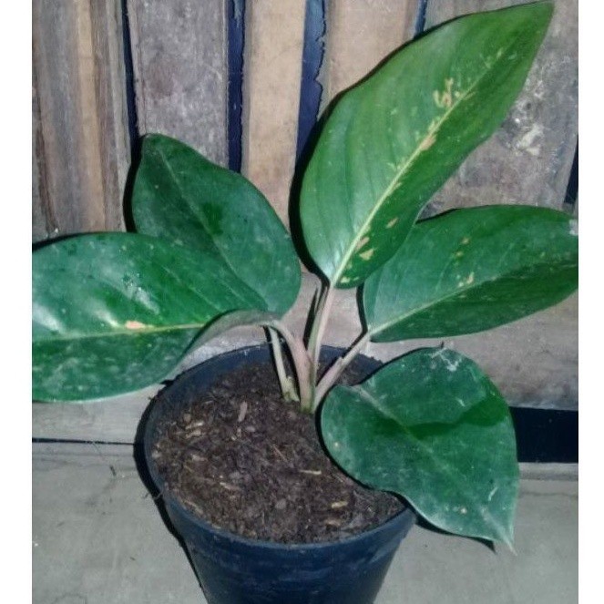 TANAMAN HIAS AGLONEMA GREEN KOCHIN CAMELEON