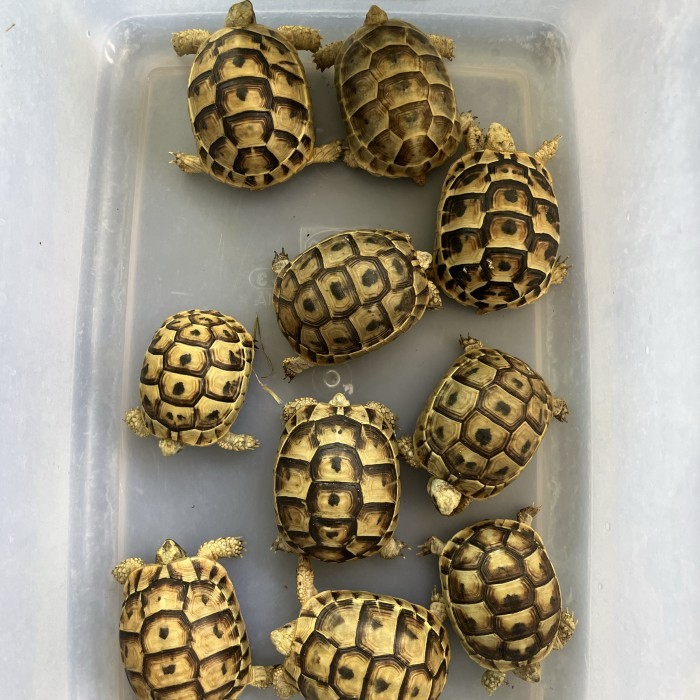 SALE -GOLDEN GREEK TORTOISE GRAECA