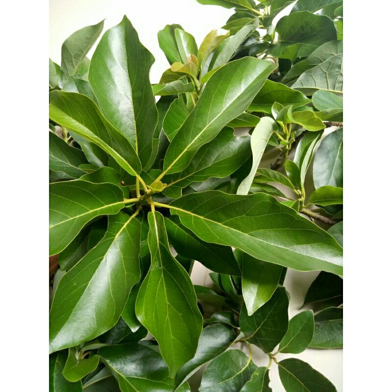 

Daun alpukat segar 100 lembar bisa COD