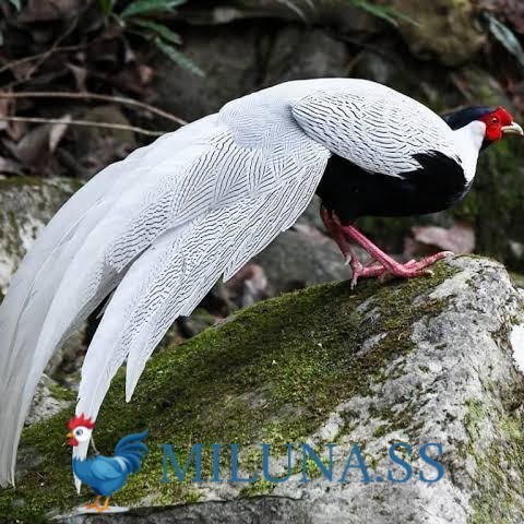 

FERTIL TELUR AYAM hias ringneck silver pheasant siap ditetaskan
