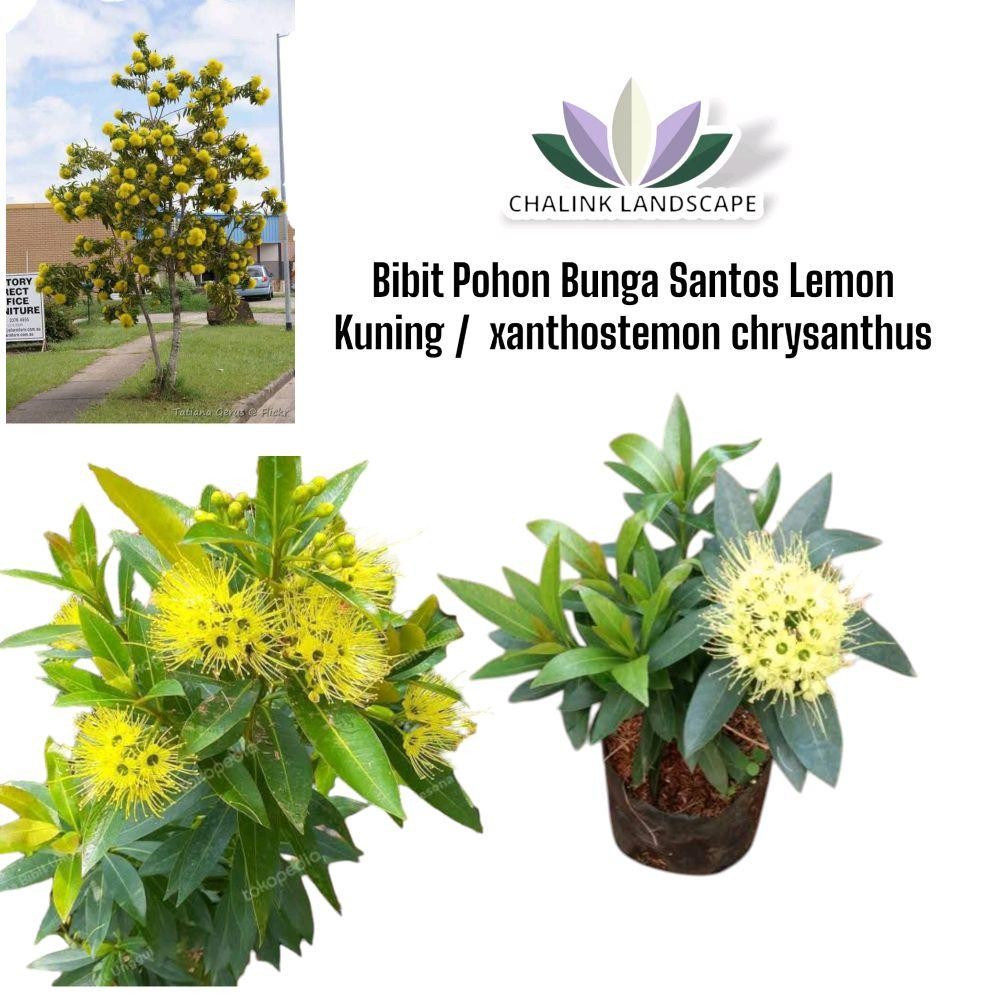 Bibit Tanaman Bunga Santos Lemon Kuning - xanthostemon chrysanthus - Tanaman Bunga Santos Kuning - B