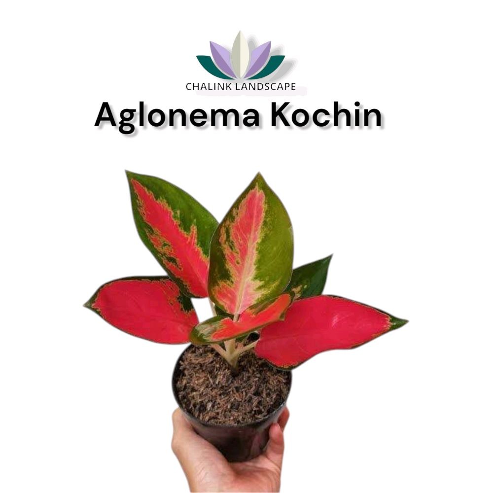 Aglonema kocin - Tanaman Hias Aglonema red kochin - Aglo Kochin - Aglonema Kochin