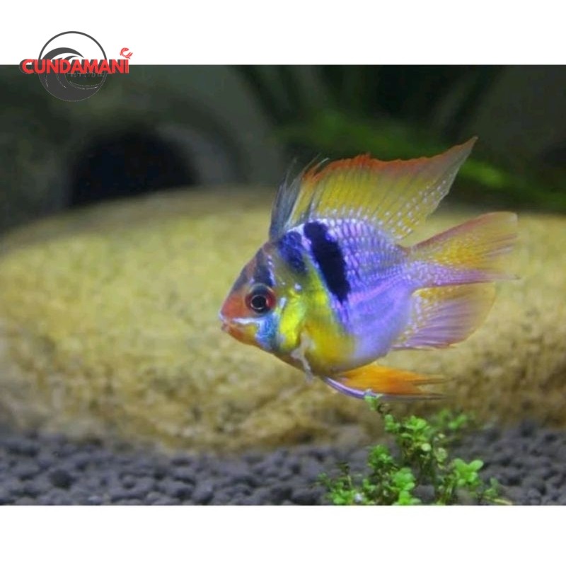 Aquascape Ramirezi German jerman