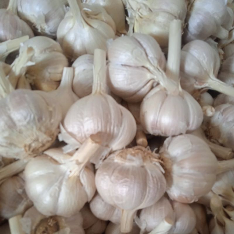 

KATING BERSIH KULIT 500g