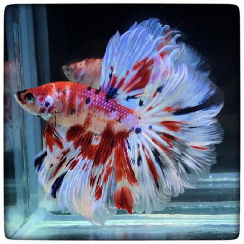 HALFMOON FANCY MALE