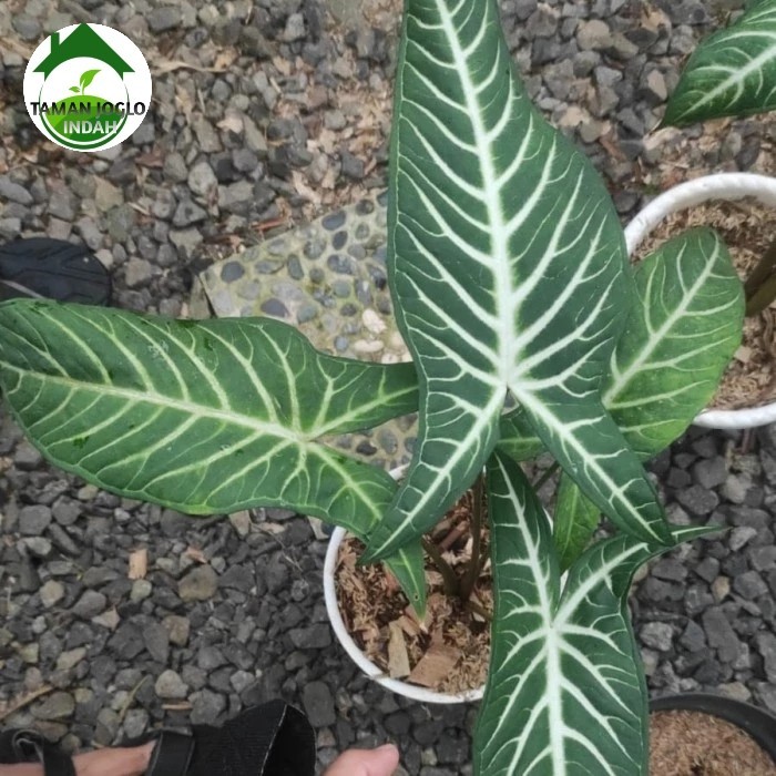 Tanaman hias Lindenii Antasoma