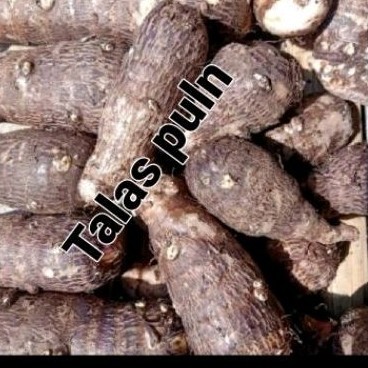 

Umbi talas puln 1kg untuk olahan kripik dll