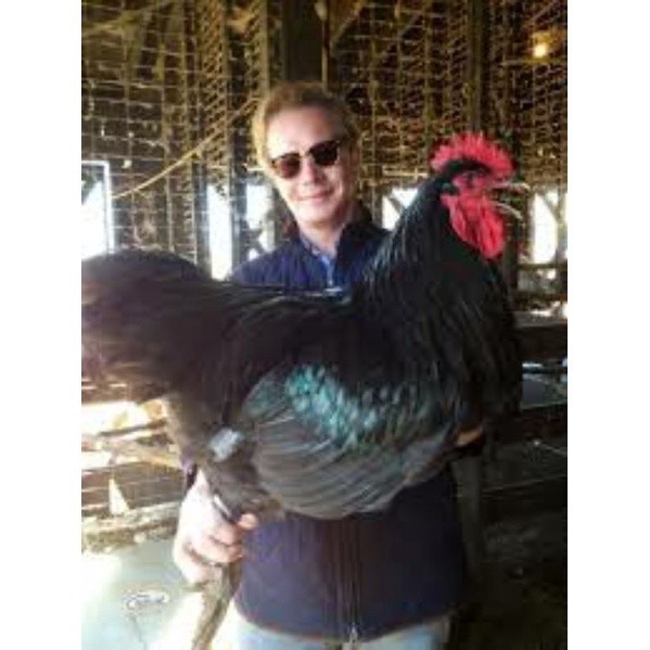 Fertil TELUR AYAM LARMOD SUPER JUMBO RAKSASA UNTUK DI TETASKAN