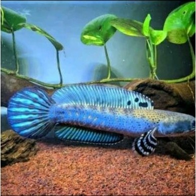 ikan hias chana maru fish blue / ikan cana maru biru / ikan chana maru blue / ikan gabus blue fish /