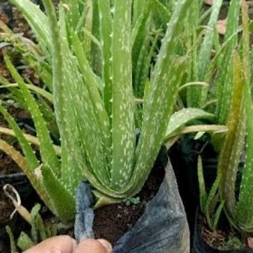 taman bibit lidah buaya olivera _lidah buaya pontianak