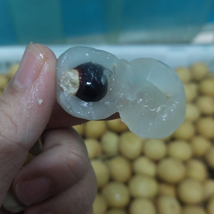 

buah kelengkeng-lengkeng per keranjang 13kg manis tebal daging