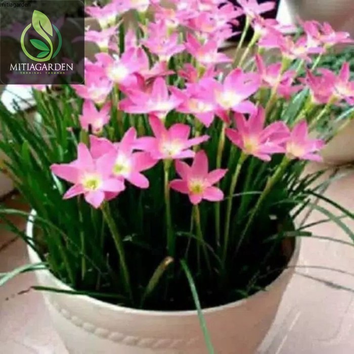 Tanaman Hias Kucai Bunga PING, Kucai Bunga Pink