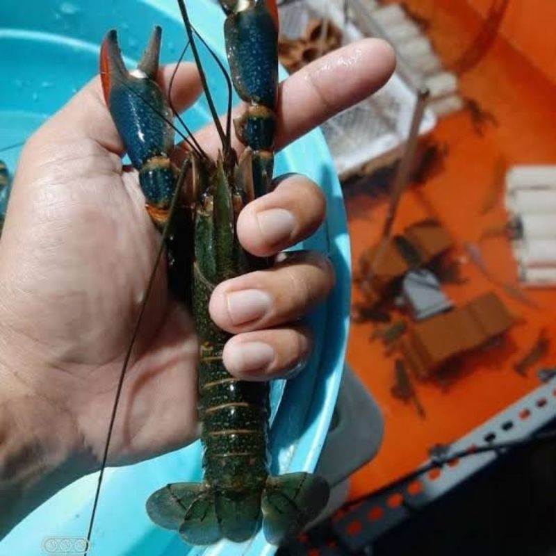 Indukan Lobster Air Tawar