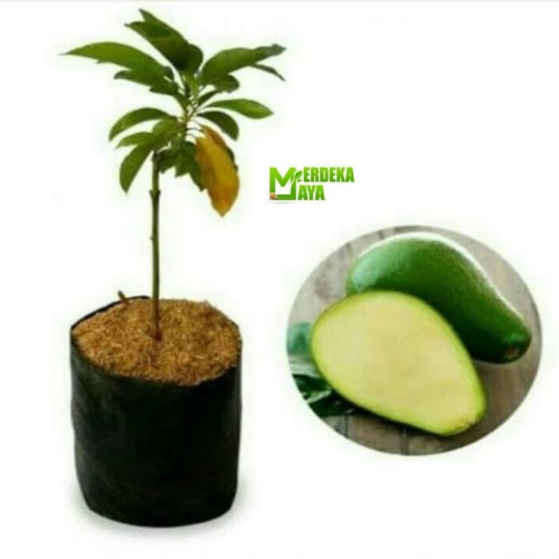 Bibit tanaman buah alpukat non biji alpukat tanpa biji