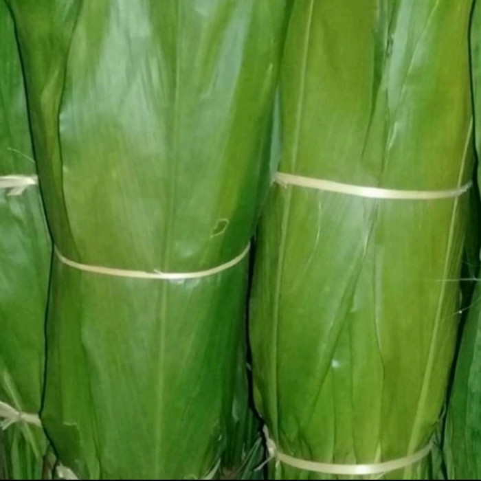 

Daun Andong Hijau/Daun Hanjuang segar 500 gram buat kerajinan