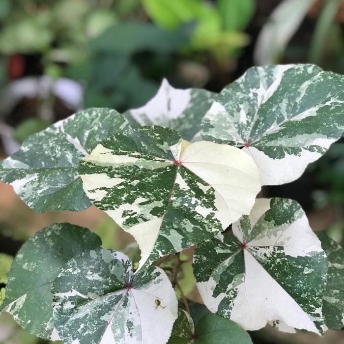 Tanaman Hias Waru Varigata - Waru Varigata Mewah - Tanaman Hias Koleks