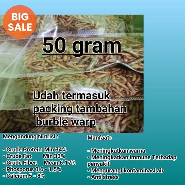 Manggot kering / maggot kering / pakan ikan / pakan ikan predator / koi / pakan ikan koi
