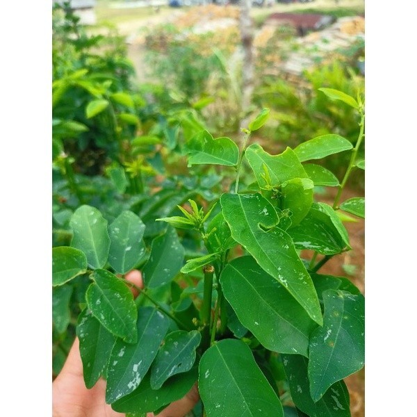 

JUAL DAUN KATUK SEGAR ( PUCUK KATUK ) SAYUR DAUN KATUK 50 LEMBAR DAUN ADN