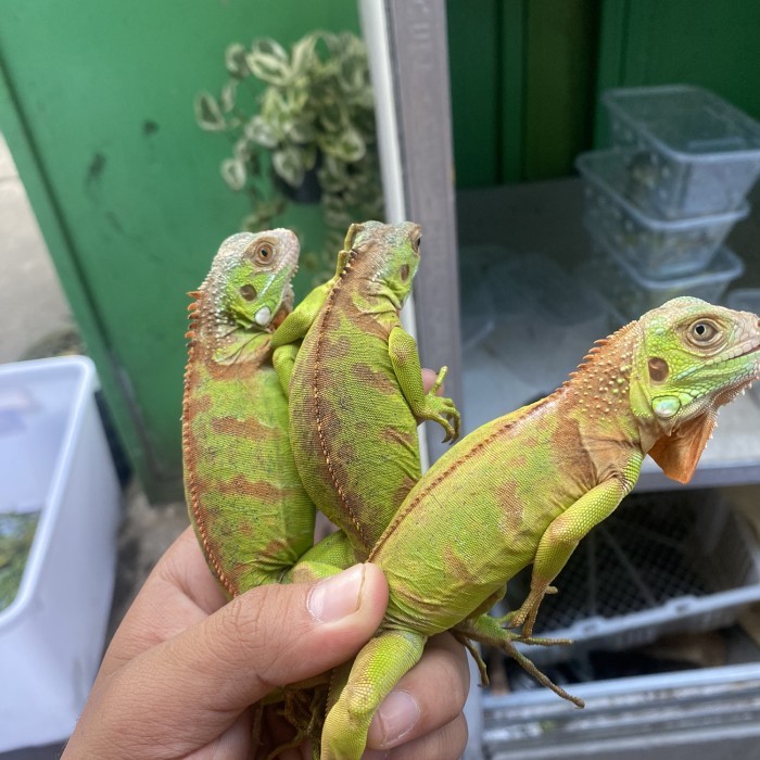 SALE -Reptil - red iguana baby - baby super red iguana - iguana red - Grade B baby, Betina