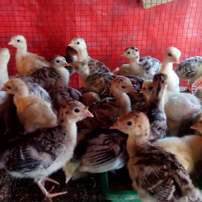 SALE -Dot Kalkun|anakan kalkun|kalkun