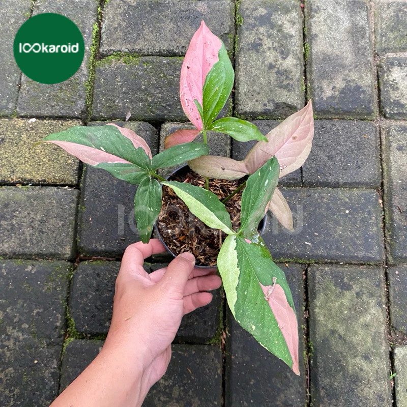 Tanaman Hias Syngonium Red Spot Tricolor / Syngonium Redspot Tricolour