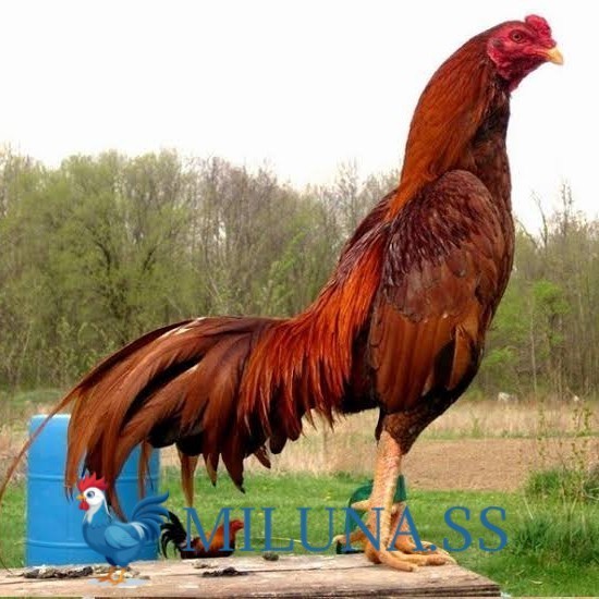 

FERTIL TELUR TETAS Telur ayam bangkok super petarung aduan fertil untuk ditetaskan