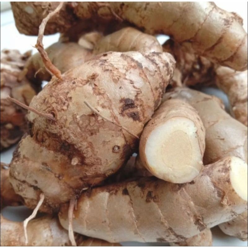 

Empu Kunyit Putih Segar/Fres Diambil Saat Orderan Masuk 1000 Gram