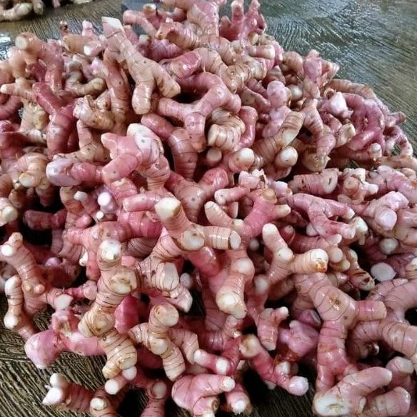 

Laos segar I lengkuas segar 1 kg